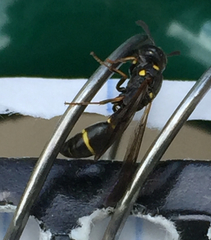 Symmorphus canadensis