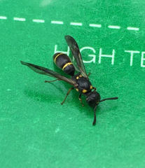 Symmorphus canadensis