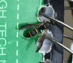 Symmorphus canadensis