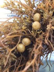 Sargassum muticum