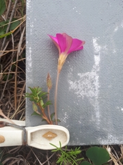 Oxalis hirta