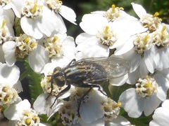 Oxysarcodexia varia