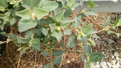 Atriplex maximowicziana