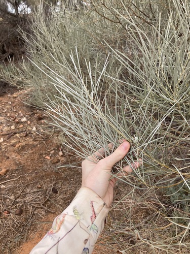 Image of Acacia loderi by (c) Thomas Mesaglio, some rights reserved (CC BY)