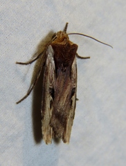Xylena curvimacula