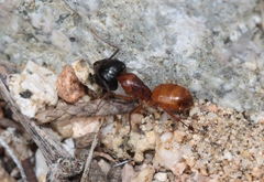 Camponotus sansabeanus