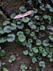 Hydrocotyle setulosa