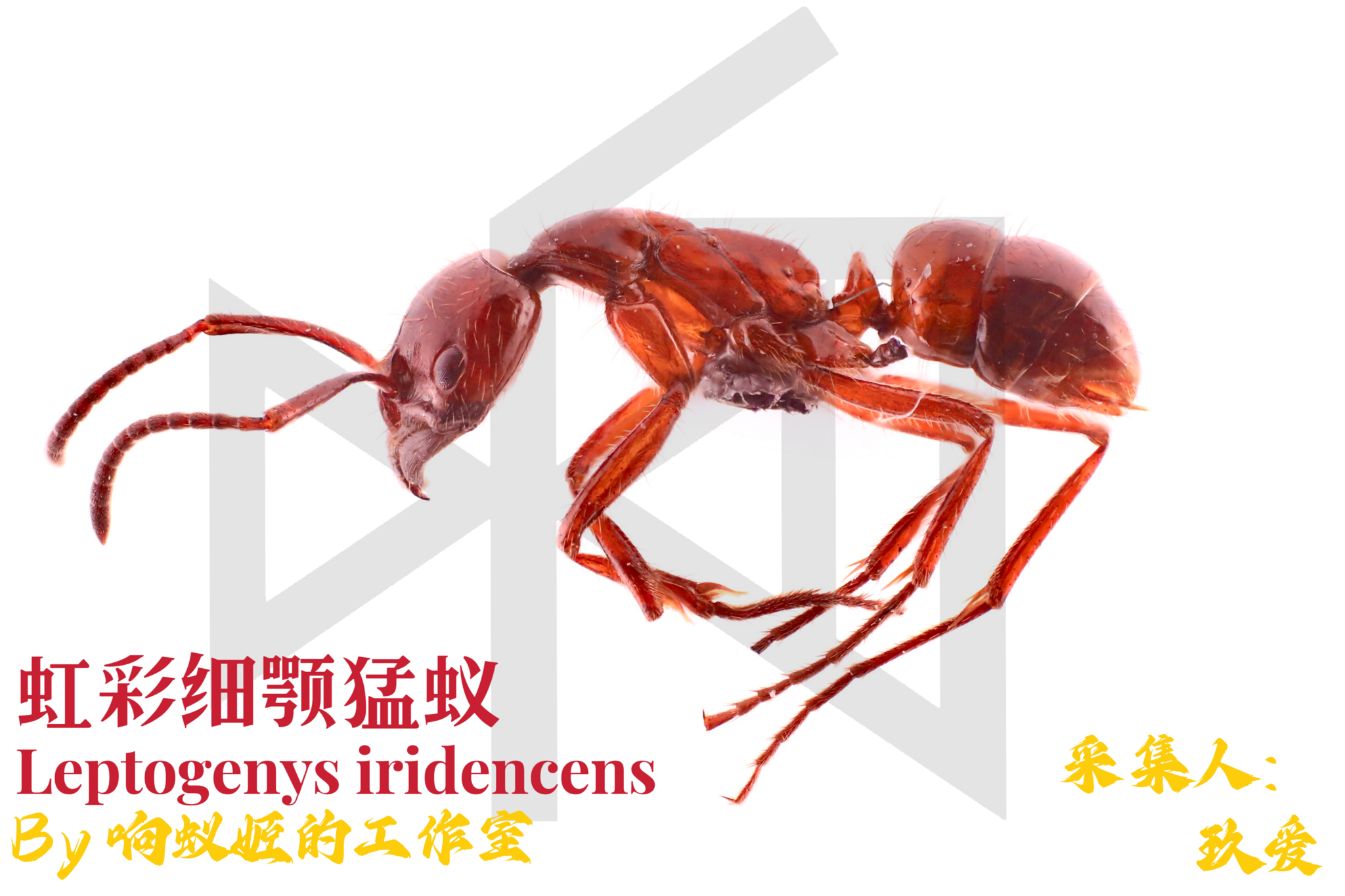 Leptogenys crassicornis