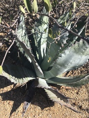 Agave colorata