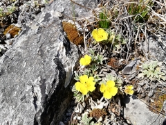 Potentilla acaulis