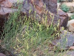 Ochradenus aucheri