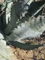 Agave colorata