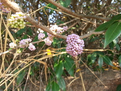 Memecylon umbellatum