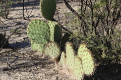 Opuntia chlorotica