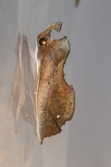 Goniapteryx servia