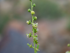Ochradenus aucheri