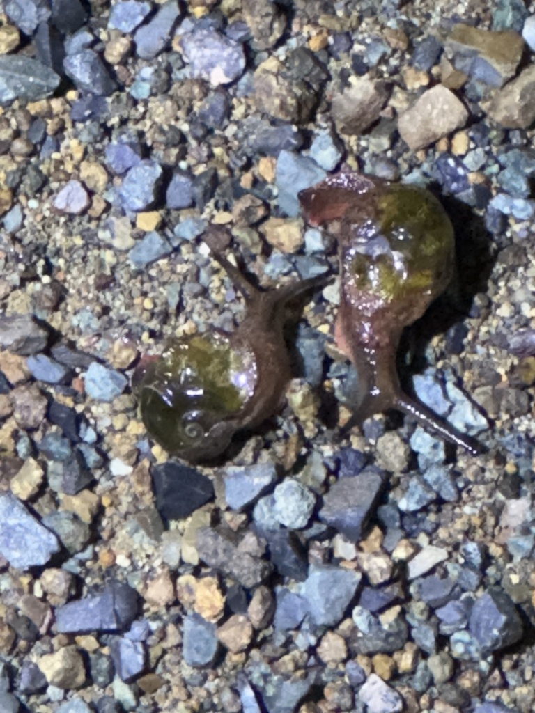 Crimson Foot Semi-slug from Nabiac, NSW, AU on March 29, 2024 at 10:16 ...