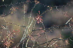 Fouquieria macdougalii