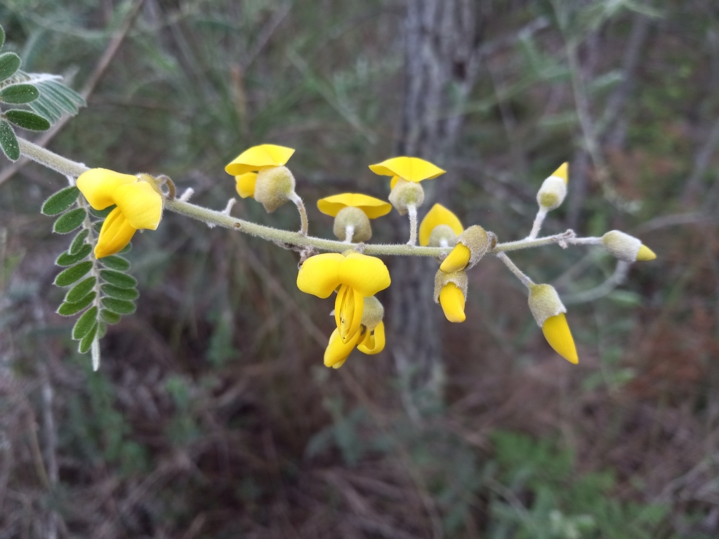 Sophora albopetiolulata