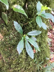 Lysionotus pauciflorus