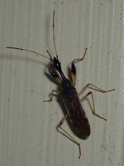 Myodocha serripes