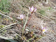 Tulipa patens