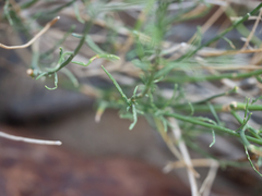 Ochradenus aucheri
