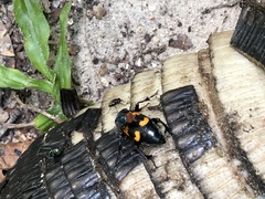 Nicrophorus carolina