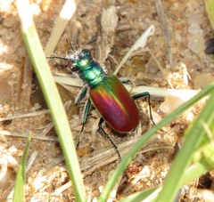 Cicindela scutellaris scutellaris