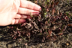 Lampranthus filicaulis