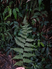 Diplazium kawakamii