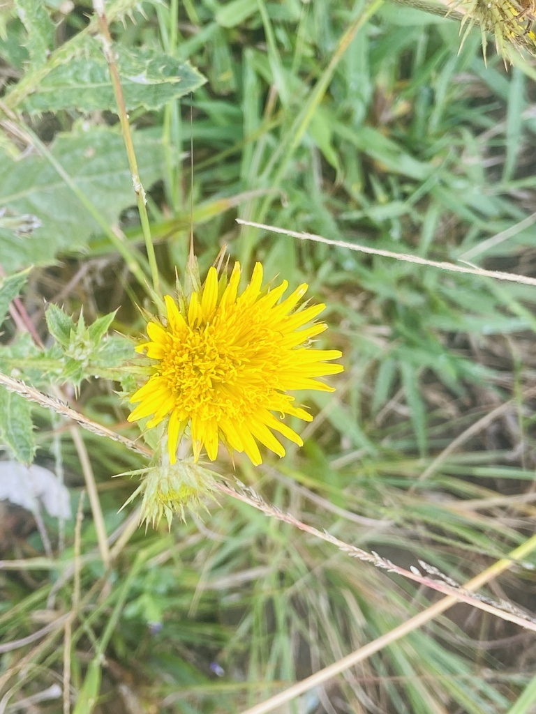 African Thistles from Ubuhlebezwe, Ixopo, KZN, ZA on March 29, 2024 at ...