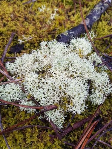 Reindeer Lichen