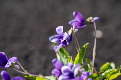 Image of Viola philippica by (c) WATANABE Hitoshi 渡辺仁, some rights reserved (CC BY)