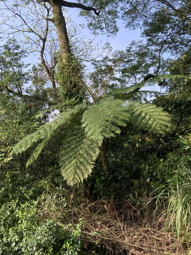 Flying Spider Monkey Tree Fern From New Taipei, Tw-nt-tp, Tw On March 