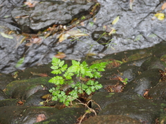 Osmorhiza aristata