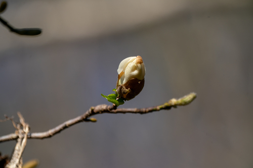 Image of Magnolia kobus by (c) WATANABE Hitoshi 渡辺仁, some rights reserved (CC BY)