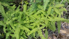Dicranopteris