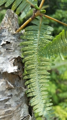 Dicranopteris