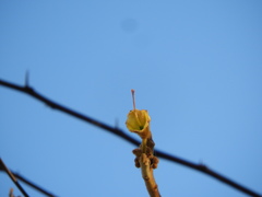 Handroanthus chrysanthus