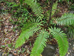 Polystichum fibrillosopaleaceum