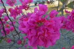 Bougainvillea