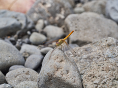 Diplacodes haematodes