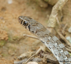 Amphiesma stolatum