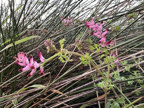Martin's Ramping-fumitory (Fumaria reuteri)