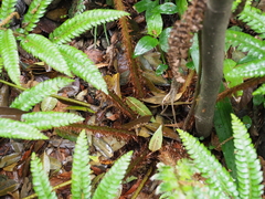 Polystichum fibrillosopaleaceum