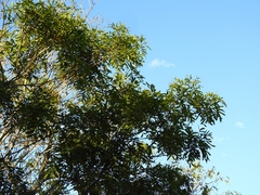 Thouinidium decandrum