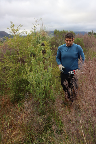 Image of Leucadendron floridum by (c) Tony Rebelo, some rights reserved (CC BY-SA)