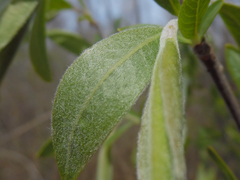 Salix myricoides