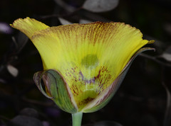 Calochortus superbus